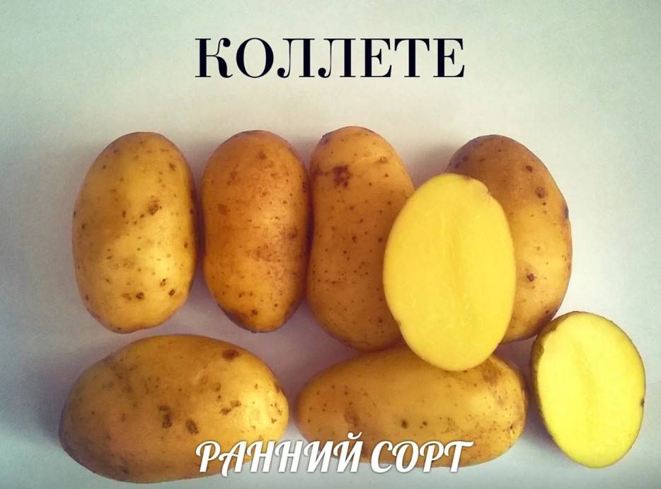 Картофель семенной удача описание сорта фото