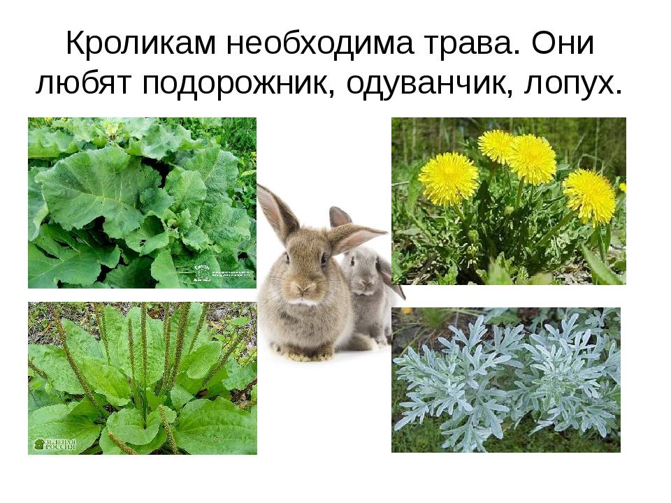 Какую траву можно давать кроликам, а какую нельзя: правила сбора и кормления