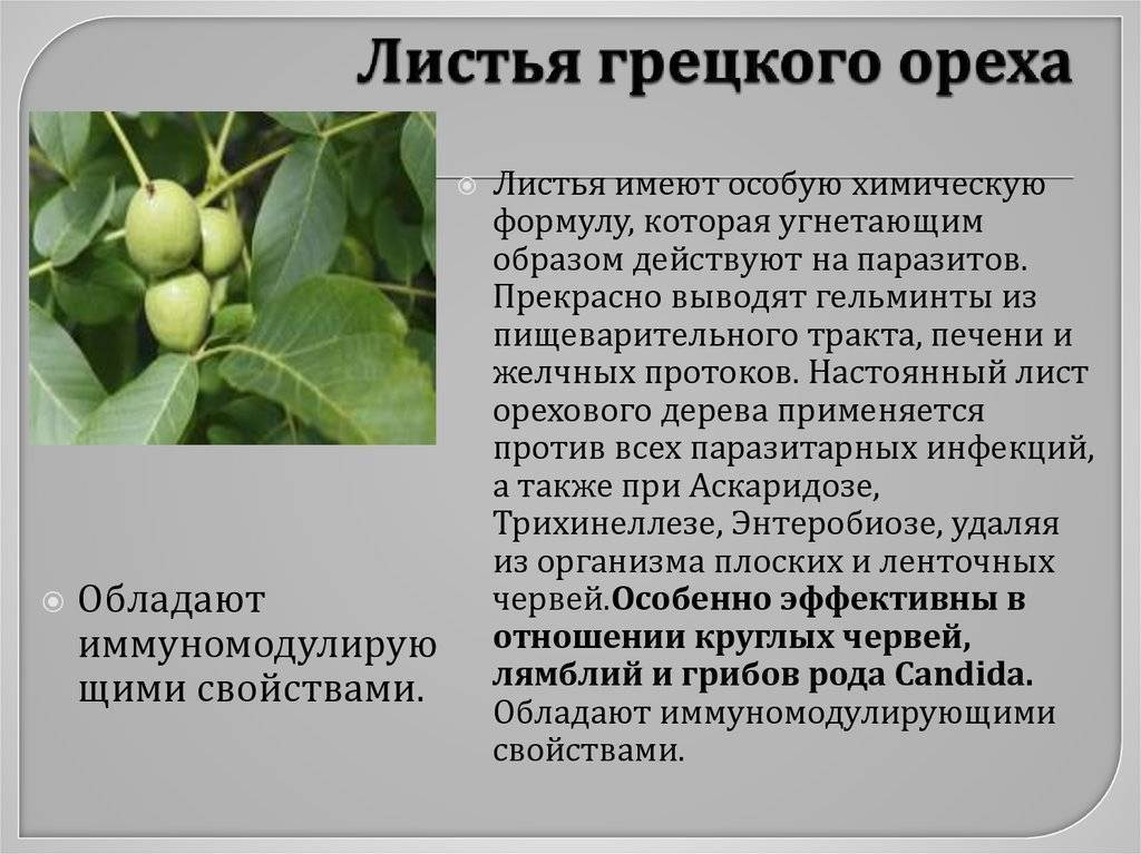 Листья грецкого ореха: полезные свойства и противопоказания