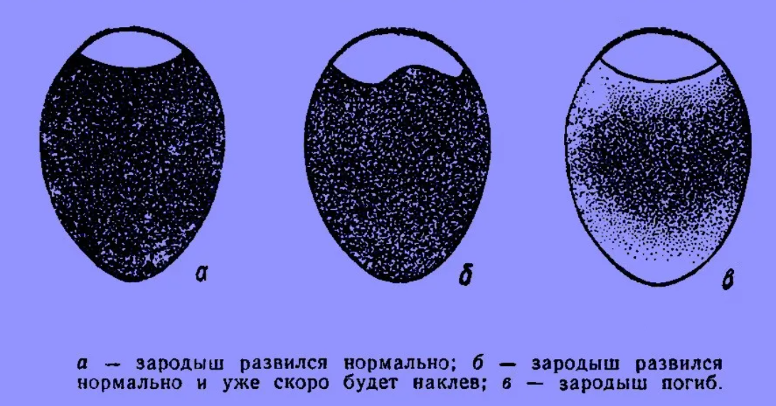 Развитие зародыша в яйце курицы по дням картинки