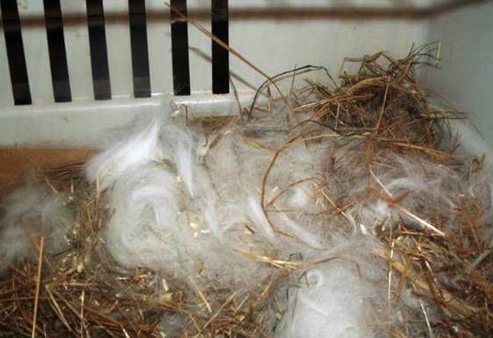 Что делать, если кролики не рожают: 11 распространённых причин и их устранение
