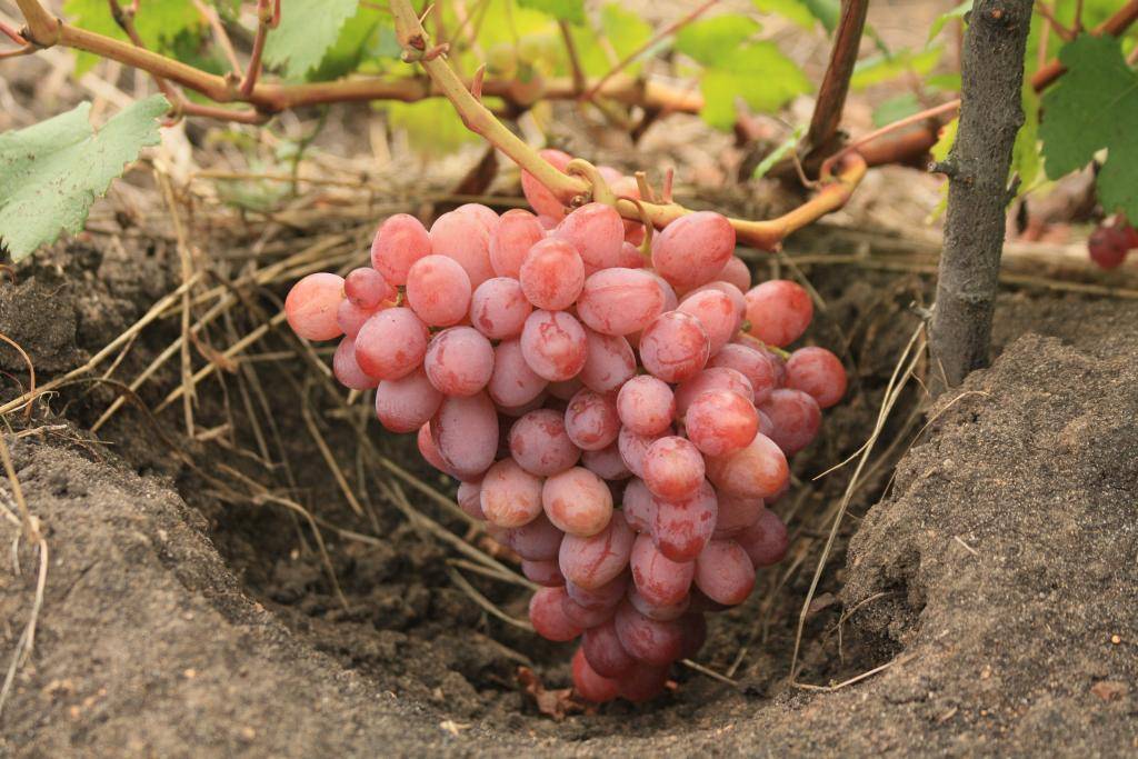 Виноград розовый: 7 лучших сортов, советы по выращиванию и уходу