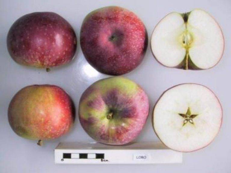 Яблоня «лобо» - фото и описание сорта