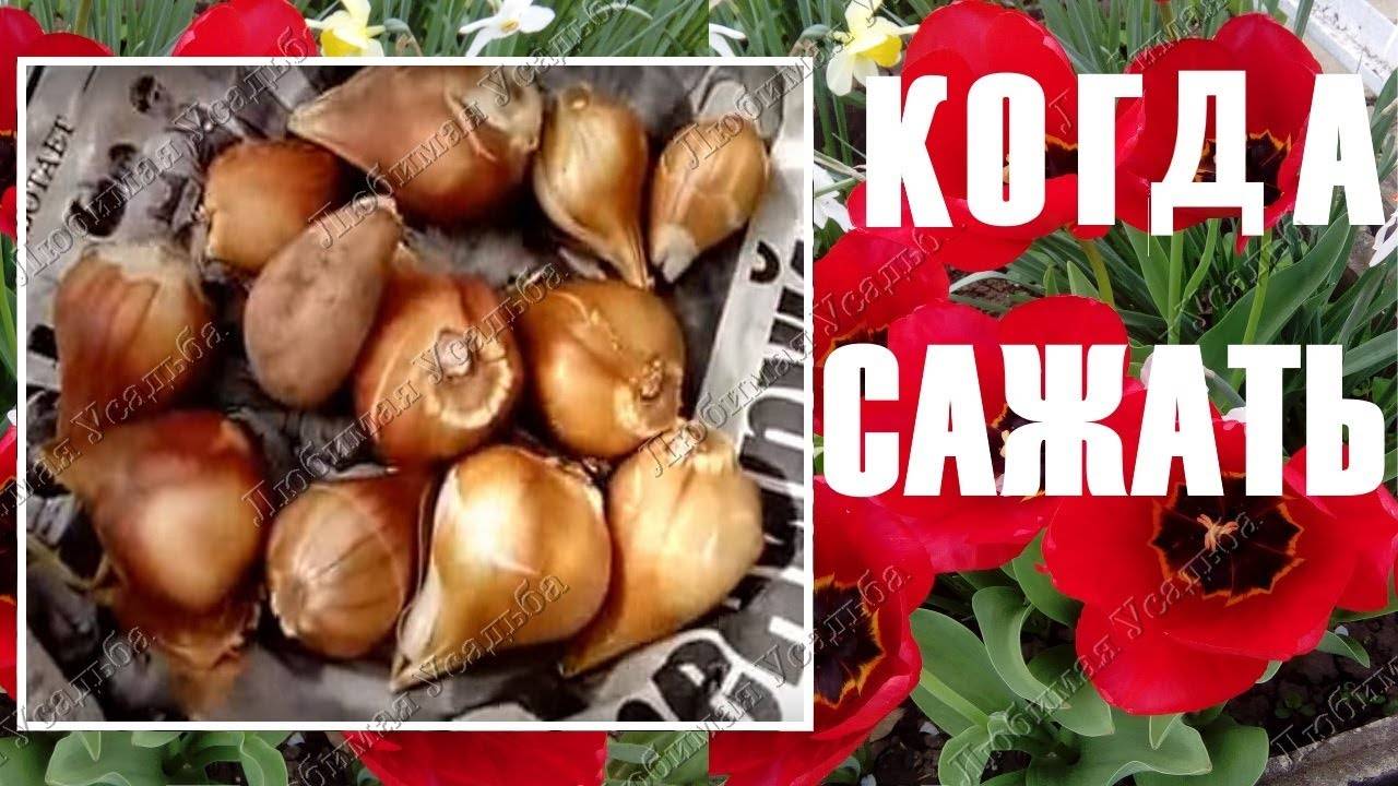 Сохранить луковицы тюльпанов до посадки. Диаметр луковиц тюльпанов. глубина посадки луковиц тюльпанов. выращивание тюльпанов в открытом грунте посадка и уход. уход за тюльпанами инструкция.