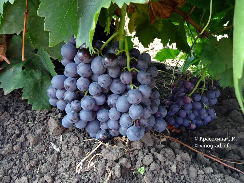 Особенности кишмишного сорта винограда запорожский