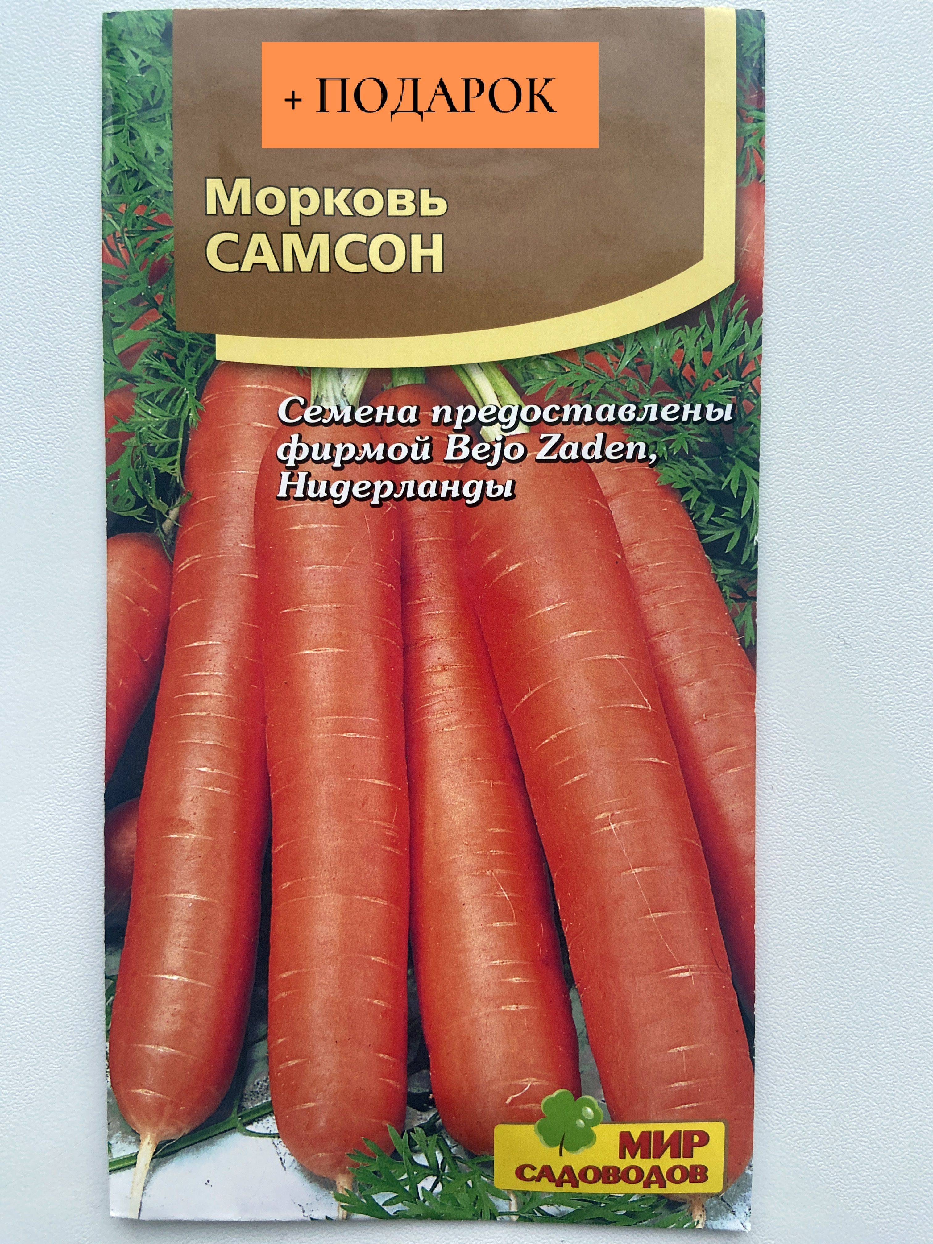 Знаменитая морковь "самсон" - описание сорта, фото, отзывы