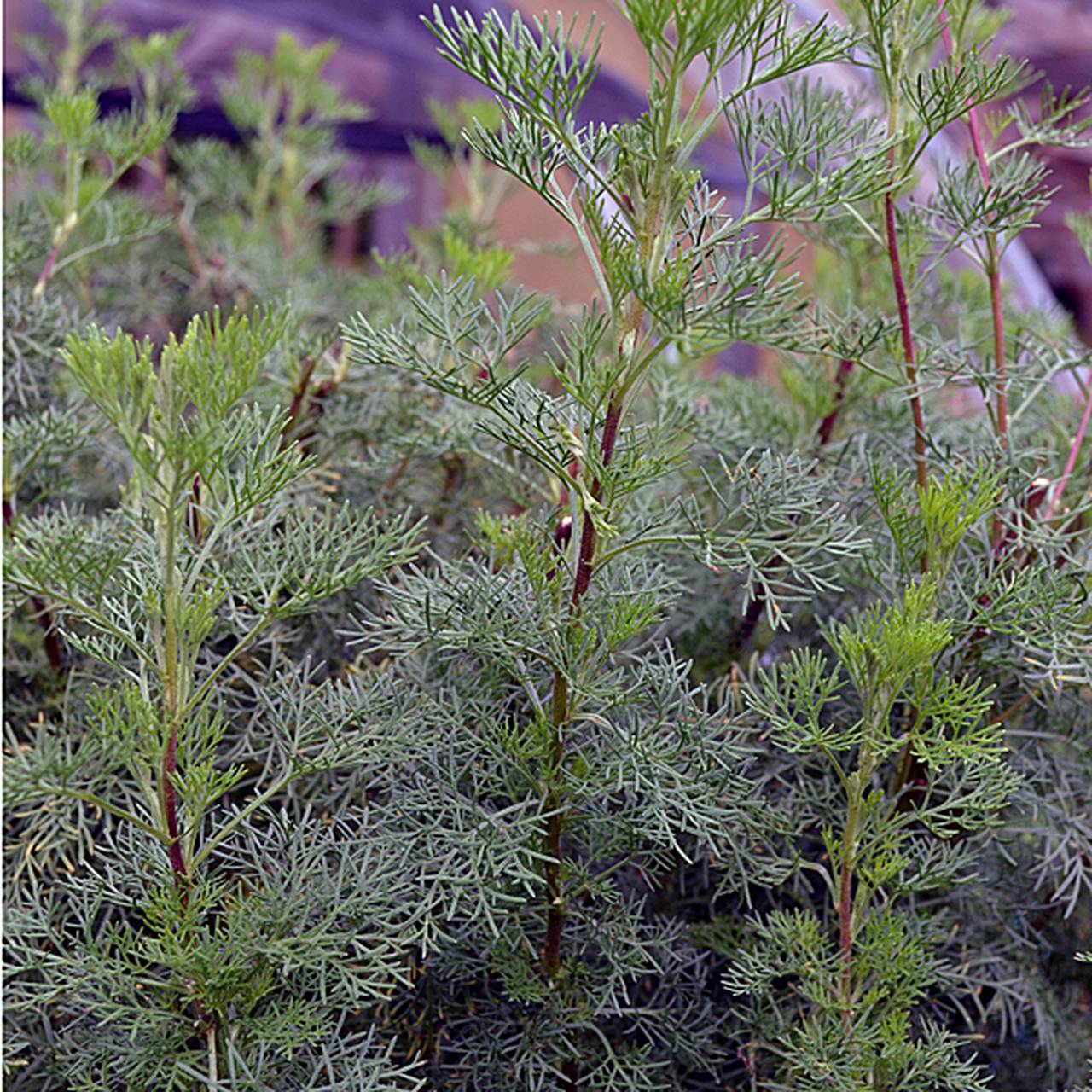 Древовидная Полынь Artemisia abrotanum