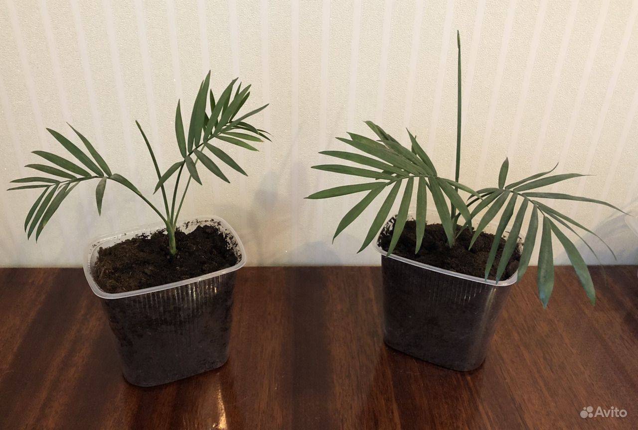 Хамедорея — выращивание бамбуковой пальмы в домашних условиях