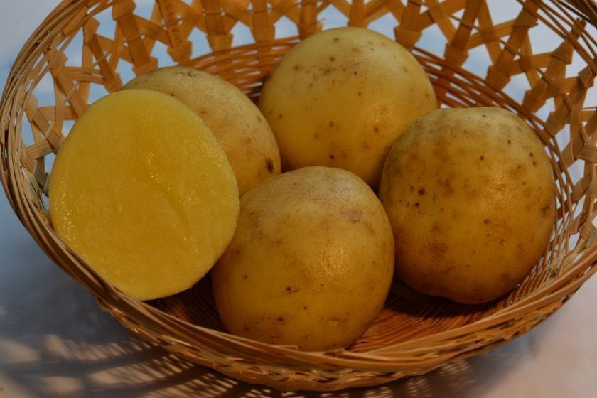 Картофель брянский деликатес: описание сорта, фото, отзывы