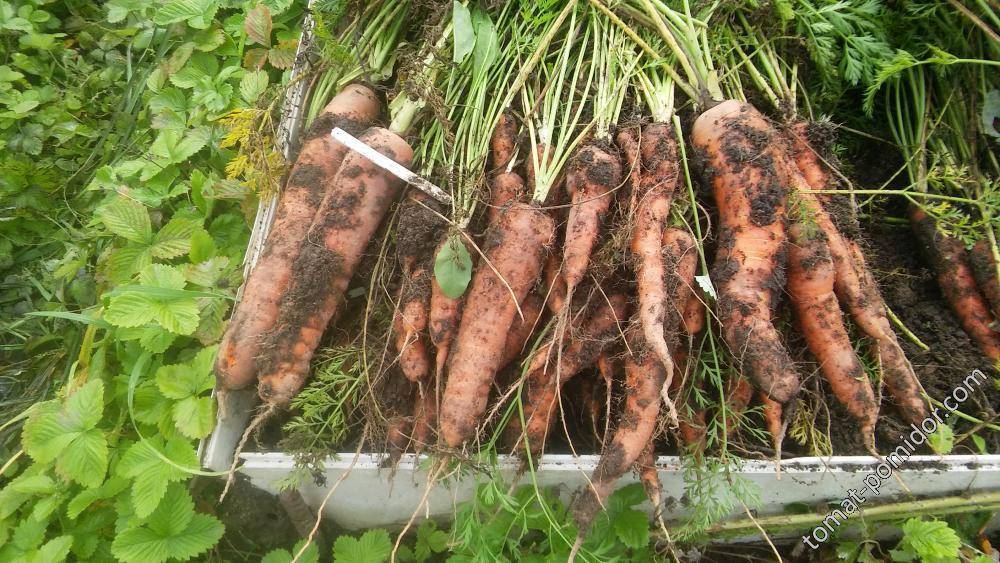 Морковь балтимор f1: характеристика и описание с фото, нюансы выращивания и сбор урожая, достоинства и недостатки, а также похожие сорта и отличие от других видов русский фермер