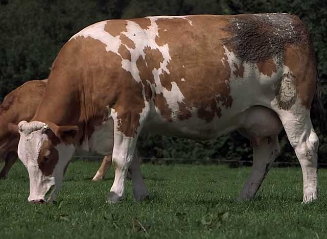 Коровы симментальской породы — характеристика симменталов, плюсы и минусы, фото
