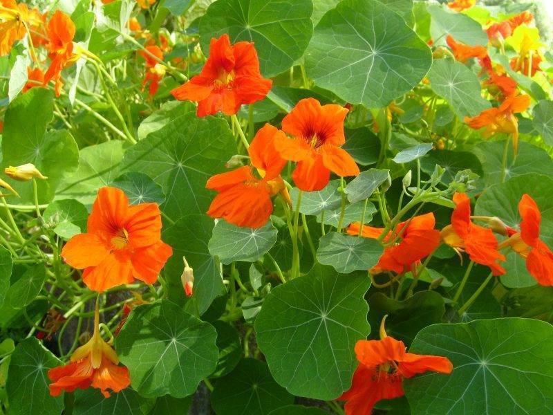 Настурция: посадка и уход. выращивание настурции из семян :: syl.ru