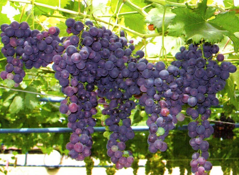 Виноград страшенский: характеристика и описание высокоурожайного сорта, уход
