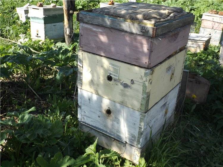 Двухкорпусное содержание пчел | методы пчеловодства | сайт медовик