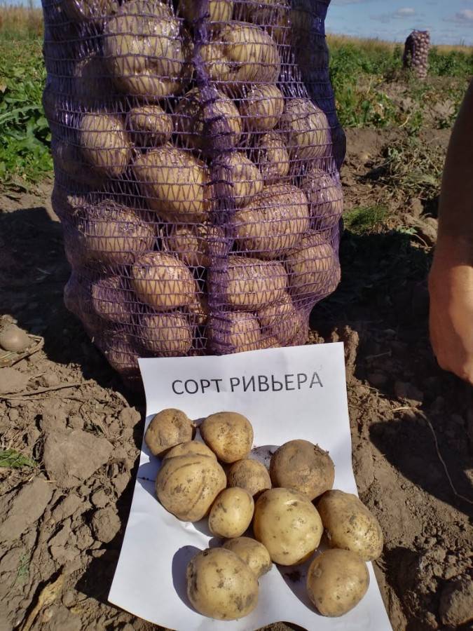 ᐉ сорт картофеля «ривьера» – описание и фото - roza-zanoza.ru