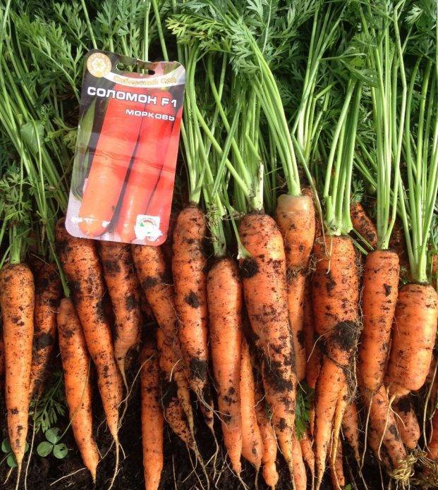 Сорта моркови для открытого грунта с фото и описанием