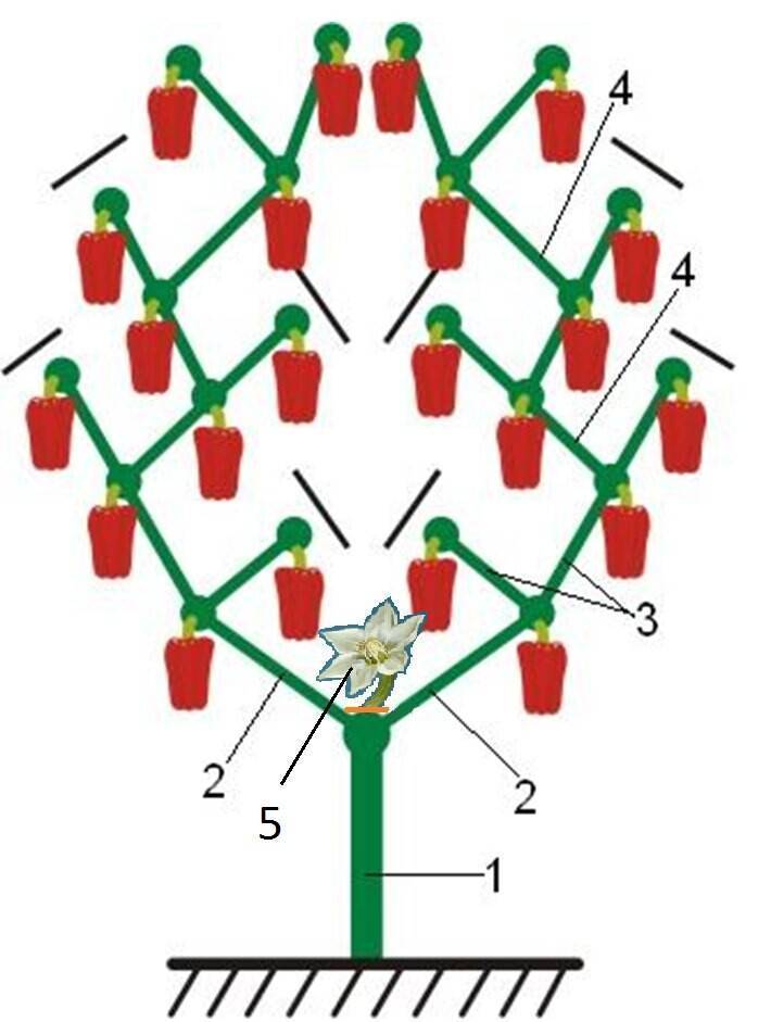 Как пасынковать перец схема