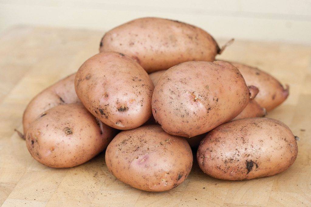 Сынок картофель описание. описание сорта картофеля сынок, или богатырь | зелёный сад