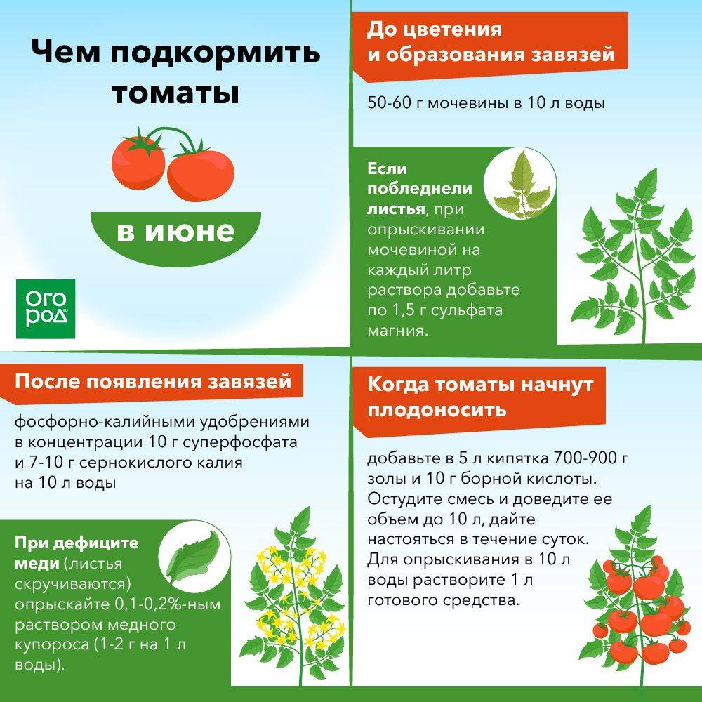 Подкормка домашней рассады томатов