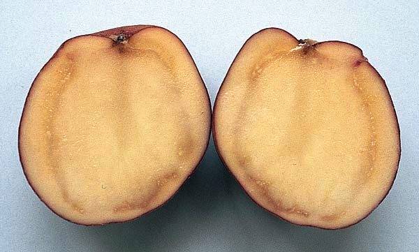 Как защитить картофель от кольцевой гнили — agroxxi