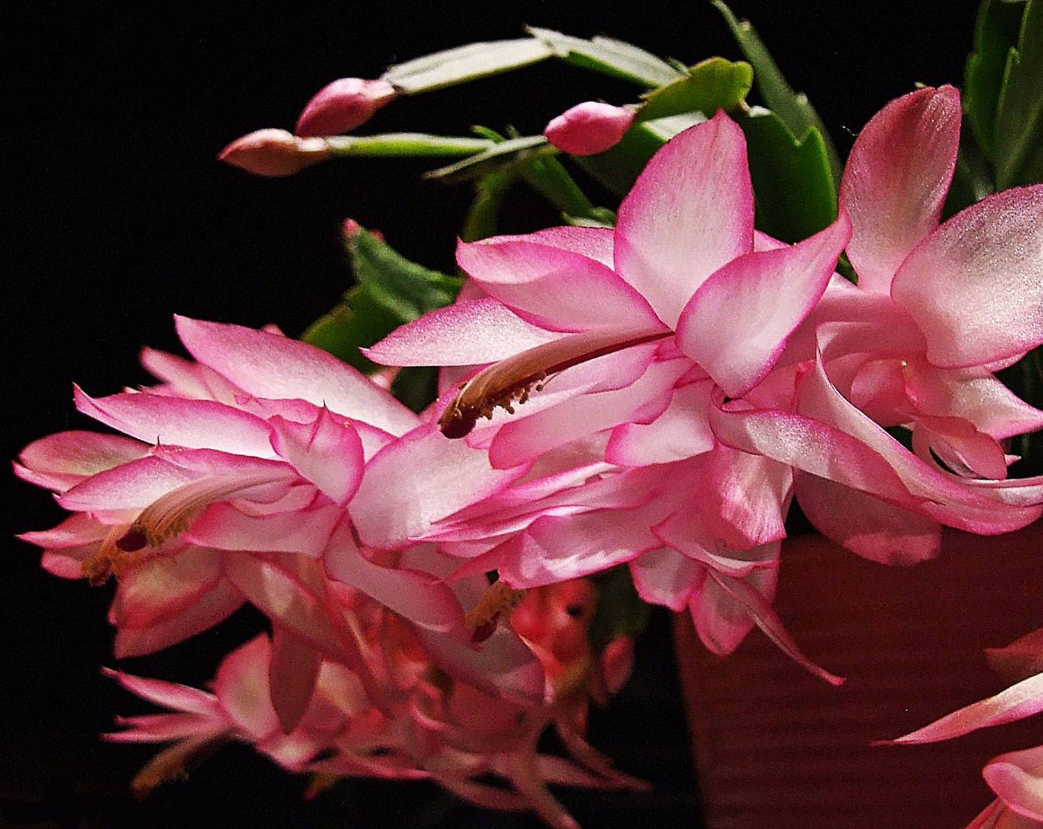 Цветок шлюмбергера: сорта с фото и описанием, советы по уходу