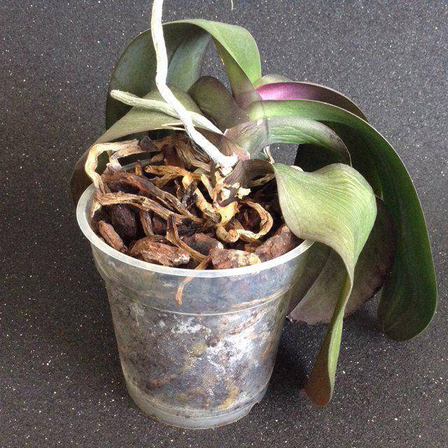 Как реанимировать орхидею: спасение цветка со сгнившими корнями, восстановление в домашних условиях