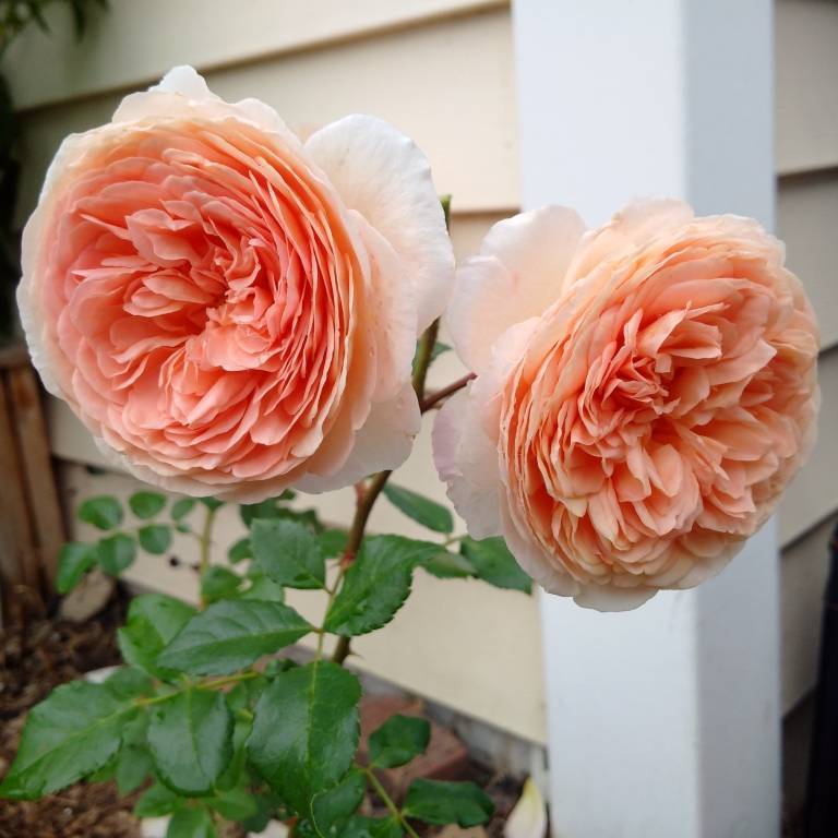 Роза abraham darby фото и описание