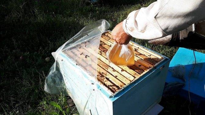 Подкормка пчёл осенью сахарным сиропом: как приготовить инвертированный и обычный