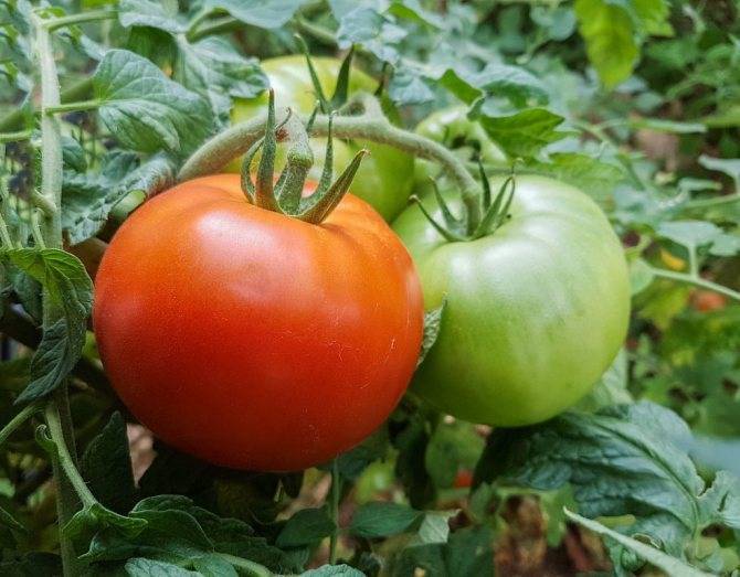 Урожайность и описание сорта помидор красным красно f1