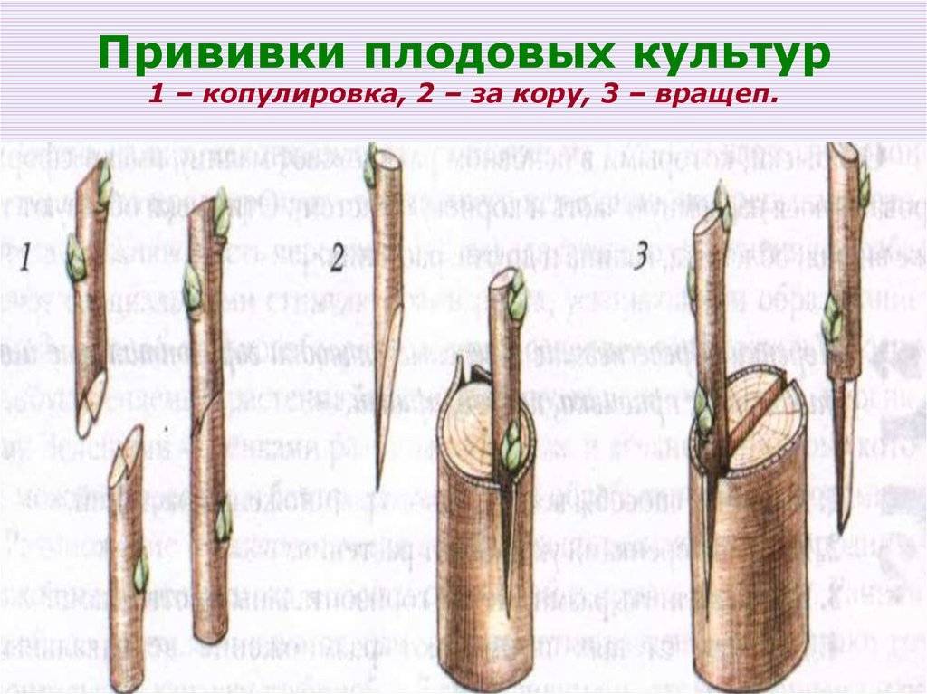 Топ-5 способов: прививка плодовых деревьев