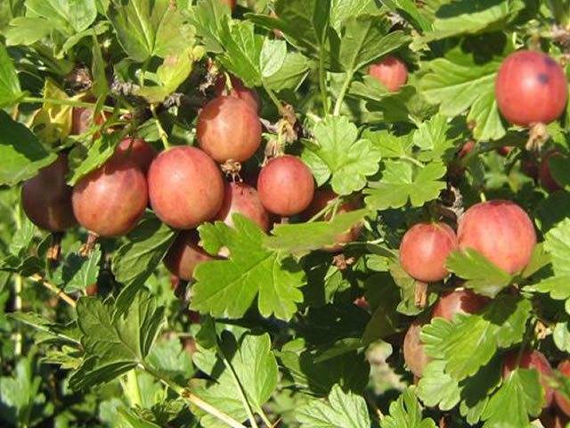 Какой крыжовник выбрать — характеристики сортов