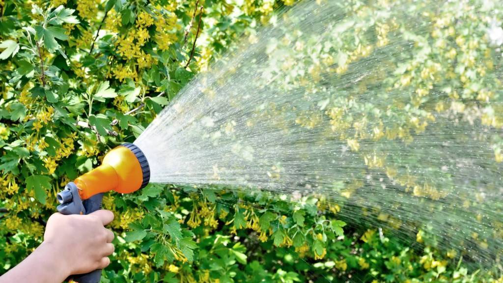 Уход за саженцами после посадки – детали и нюансы — agroxxi