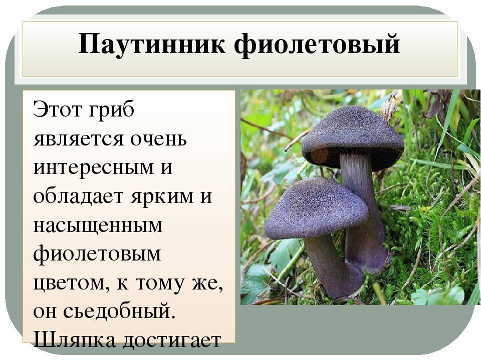 Гриб паутинник: фото и описание семейства. паутинник съедобный: особенности внешнего вида и экологии