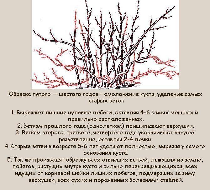 Как обновить кусты смородины и омолодить их - сибирский сад