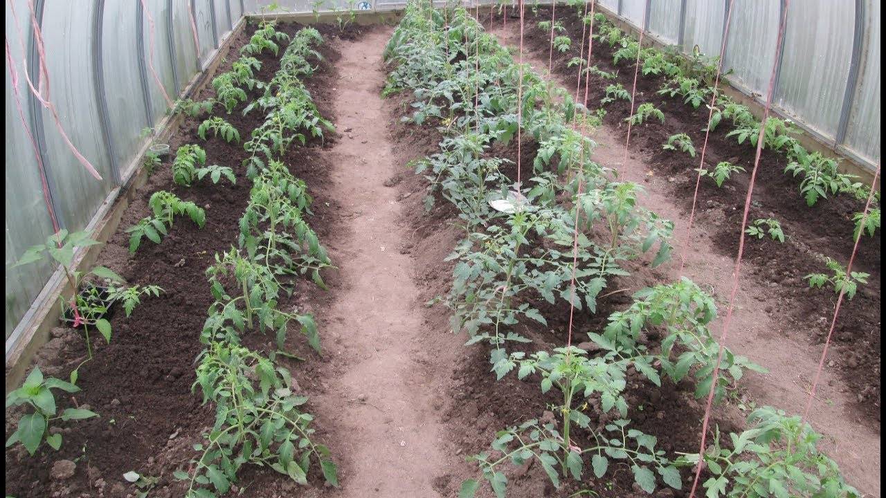 Выращивание перцев в теплице из поликарбоната