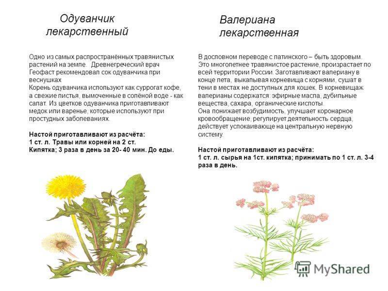 Польза и вред цветков одуванчика для организма
