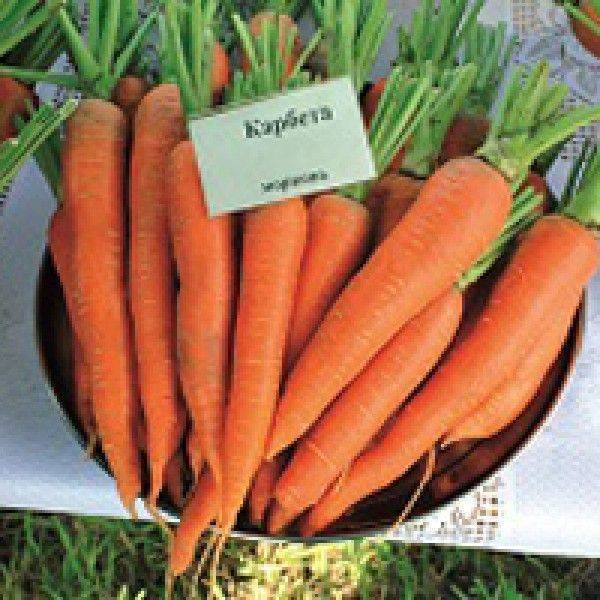 Морковь кантербюри f1: описание, фото, отзывы - агрономия