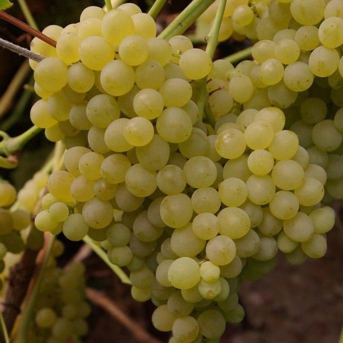 Виноград «кристалл»: описание сорта, фото и отзывы, особенности выращивания