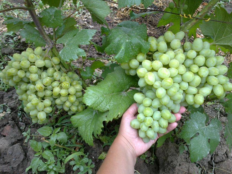 Виноград галахад: описание сорта, фото, отзывы | qlumba.com