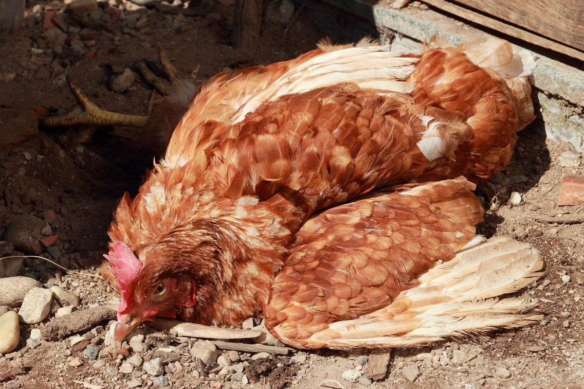 Болезни кур: топ куриных заболеваний | домашние животные