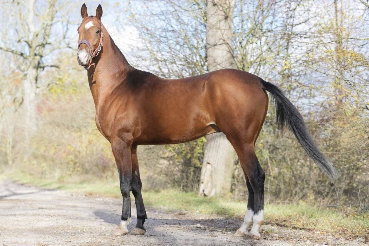 Тракененская порода лошадей. фото и описание