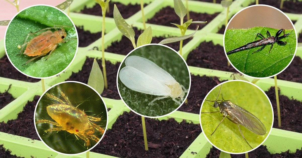 Фото белых маленьких жучков в земле комнатных растений: почему завелись и как избавиться от мелких насекомых? вредители комнатных растений и способы борьбы с ними
