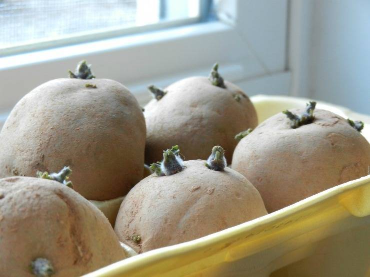 Проращивание картофеля перед посадкой: сроки, способы