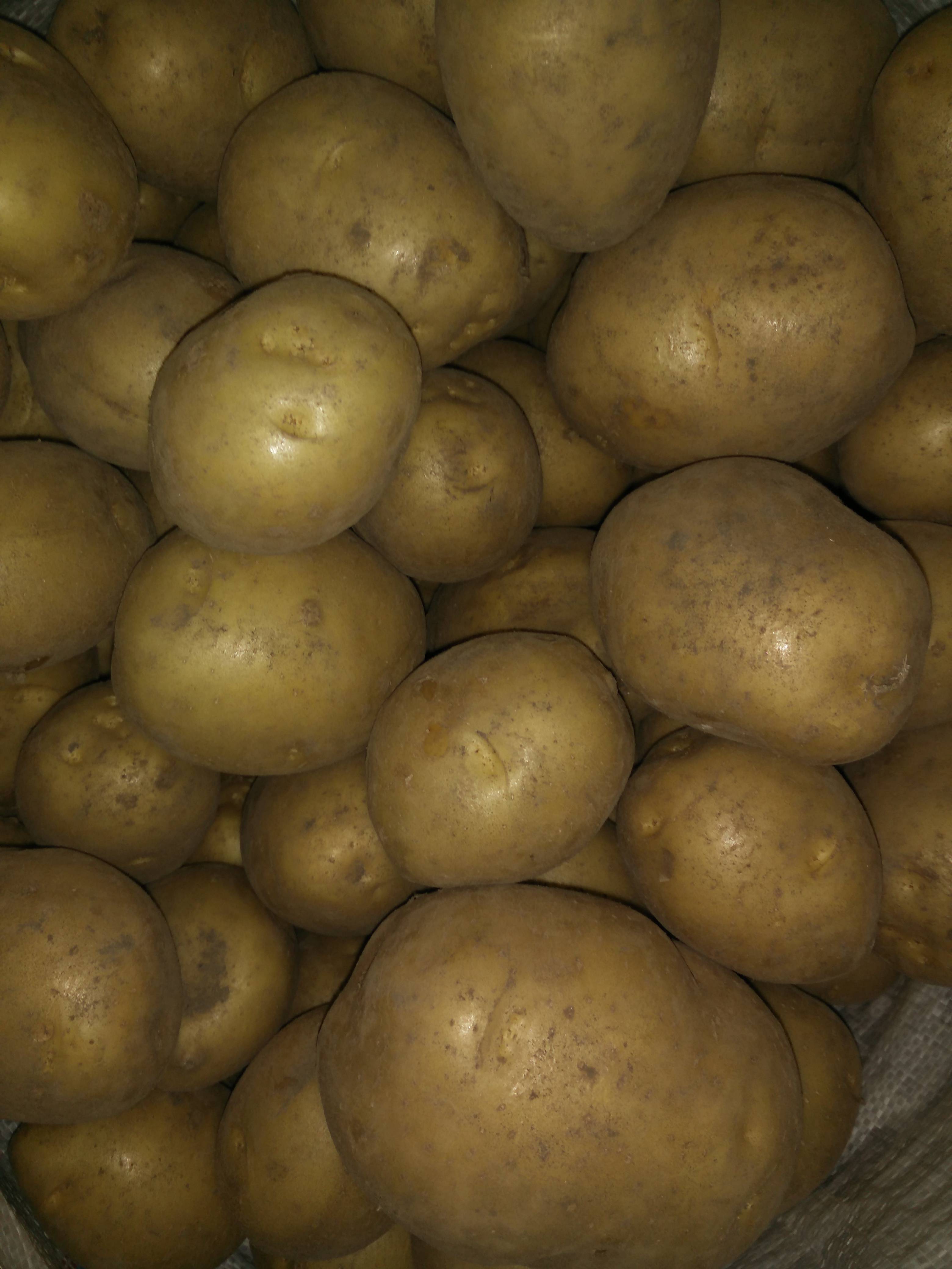 Неприхотливый сорт картофеля — лабадия. описание, фото и советы по выращиванию