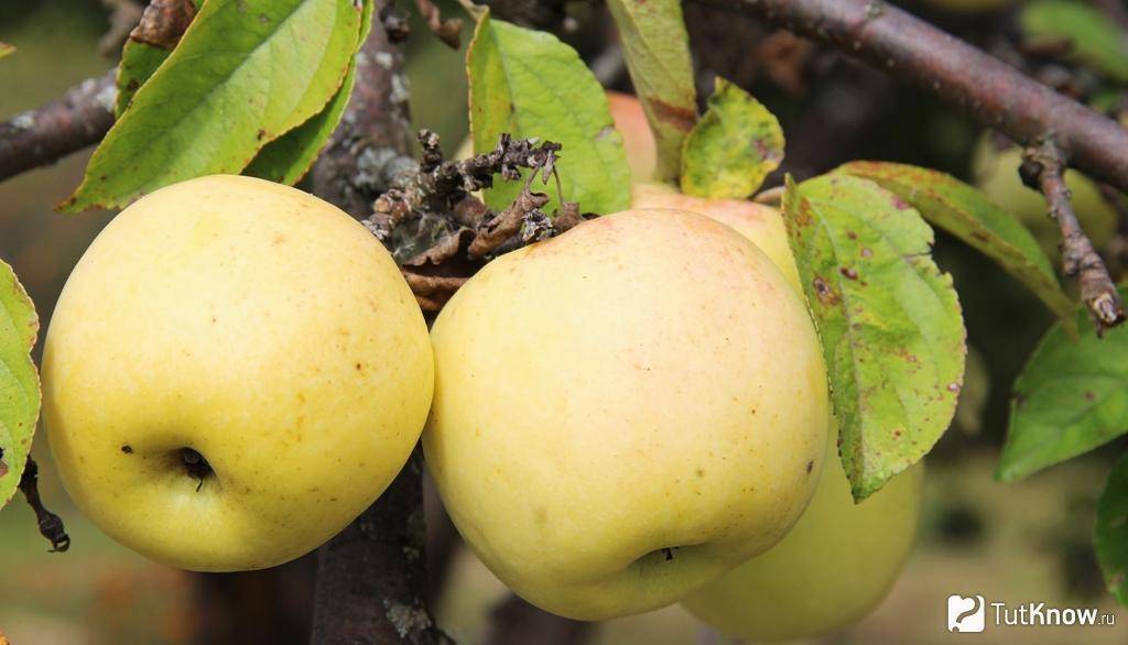 Описание сорта яблони антоновка, характеристики и разновидности, выращивание и уход