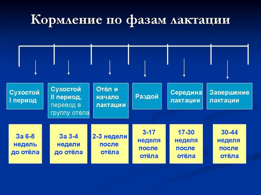 Схема лактации коровы