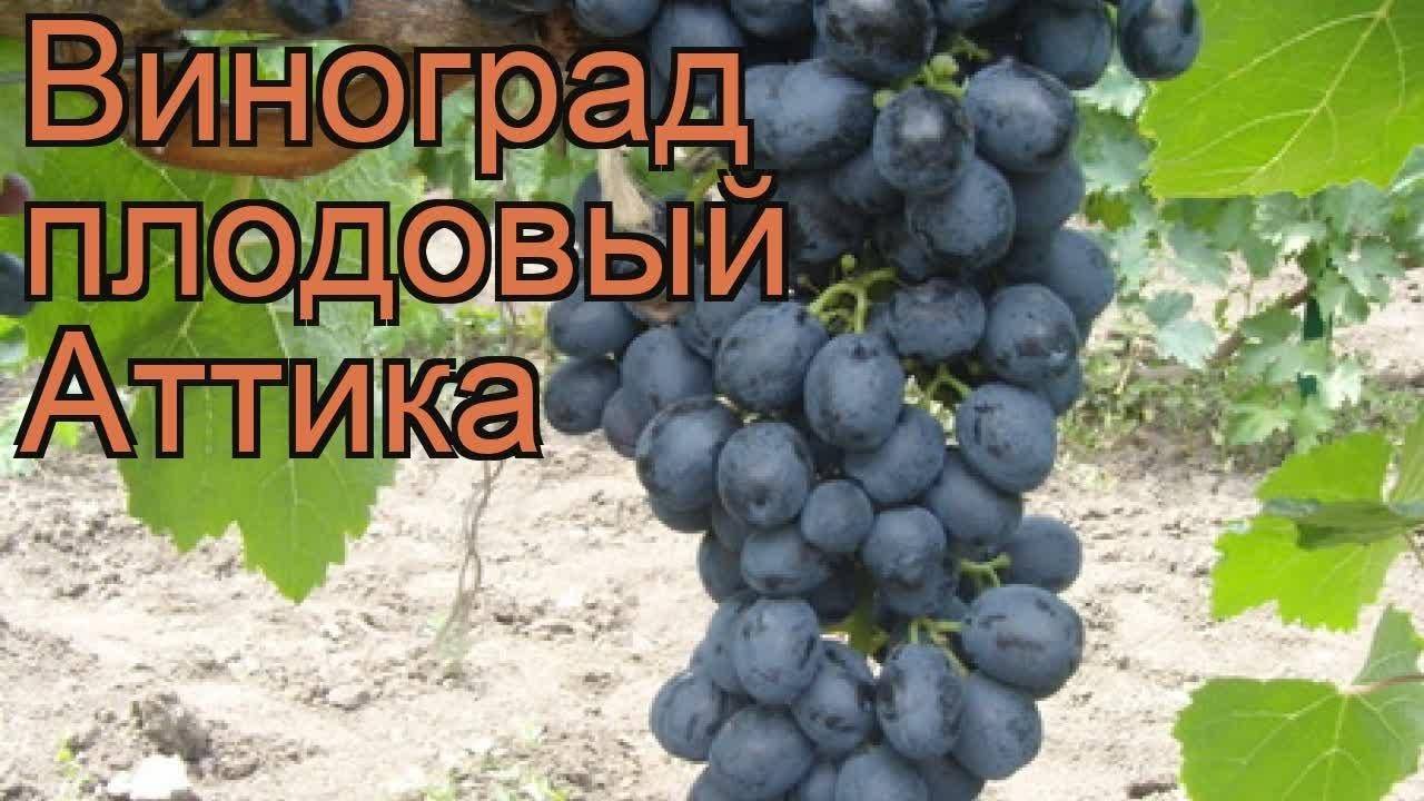 Фото и описание винограда аттика фото и описание