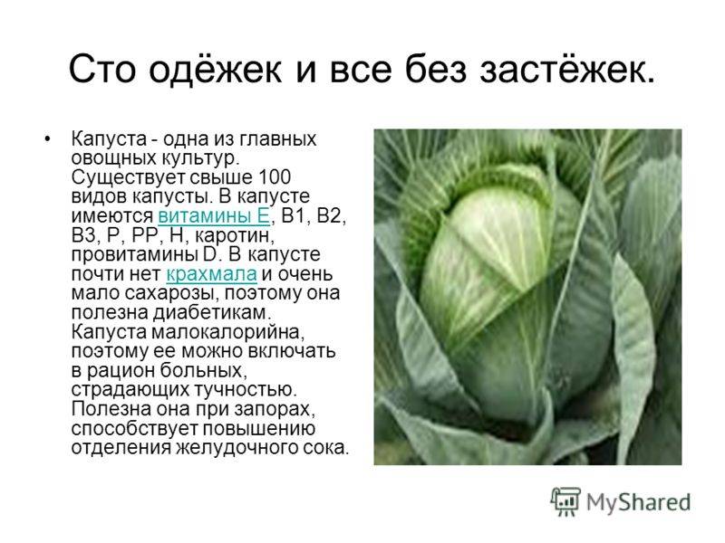 Лучшие ранние сорта капусты белокочанной для россии