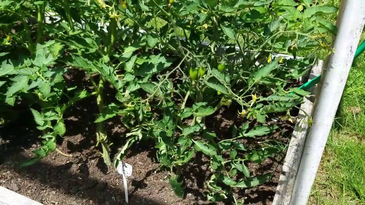 Чем подкормить баклажаны после высадки в грунт для роста, цветения и плодоношения