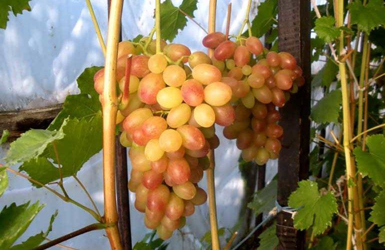 Сокровище для тех, кто любит мускат — виноград тасон